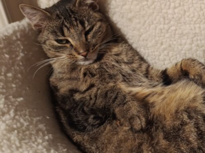 Zaginęła kotka Miśka