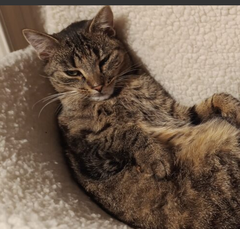 Zaginęła kotka Miśka