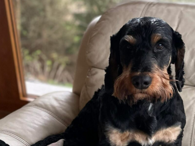 Zaginął pies Bruno