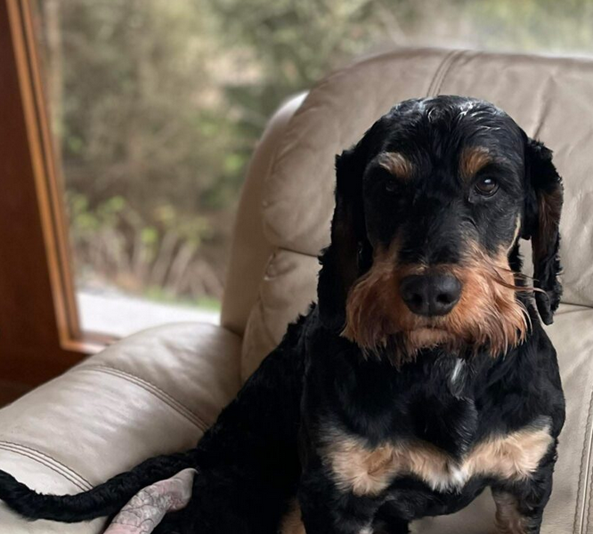 Zaginął pies Bruno