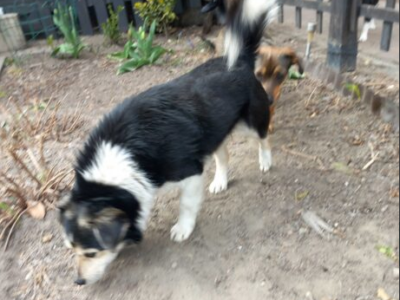 Zaginął mały czarno-biały piesek