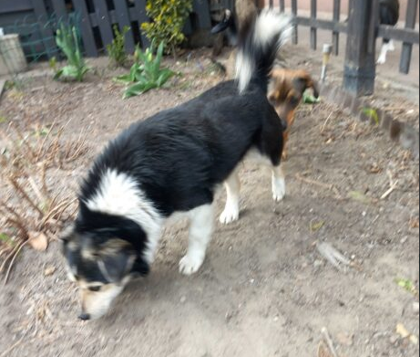 Zaginął mały czarno-biały piesek