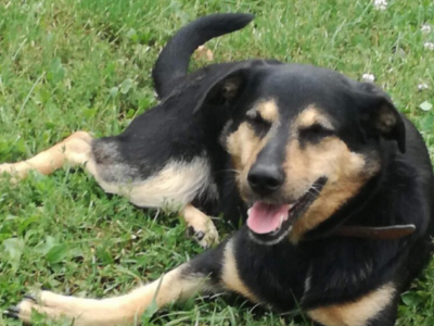 Zaginął 17 letni pies Bary