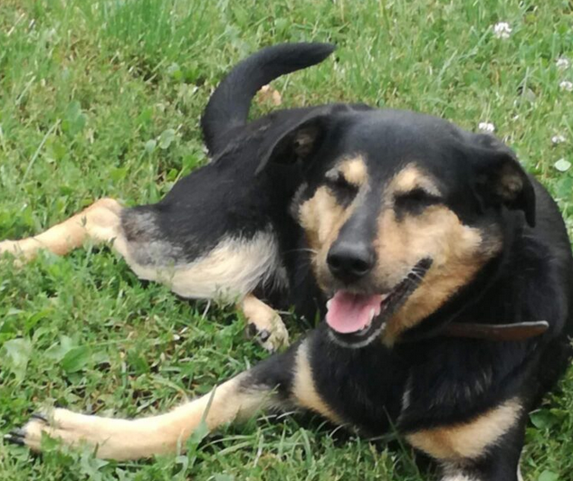 Zaginął 17 letni pies Bary