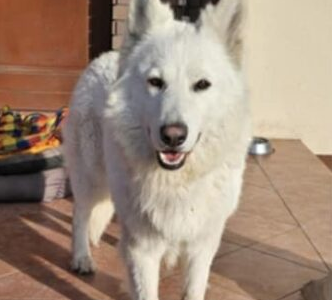 Zaginął 3 letni Biały Owczarek Szwajcarski