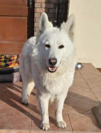 Zaginął 3 letni Biały Owczarek Szwajcarski