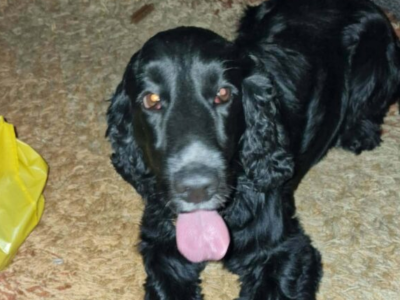 ZAGINĄŁ PIESEK FLOREK