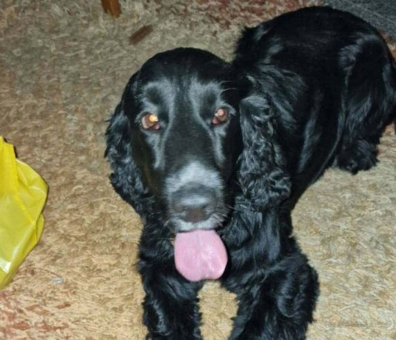 ZAGINĄŁ PIESEK FLOREK