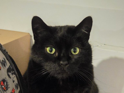 Zaginął czarny kot Mefi