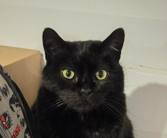 Zaginął czarny kot Mefi