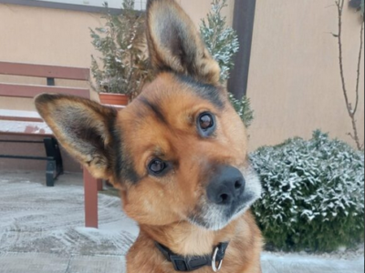 Uwaga!! Zaginął pies Rudy