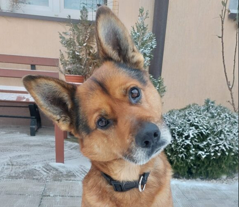 Uwaga!! Zaginął pies Rudy