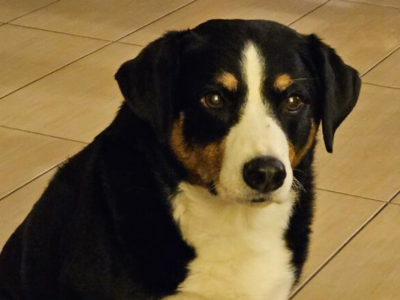 Zaginęła sunia Ira