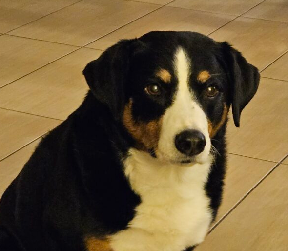 Zaginęła sunia Ira