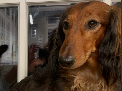 Zaginął Jamnik długowłosy Henio