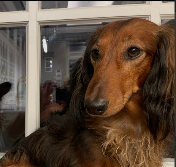 Zaginął Jamnik długowłosy Henio