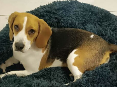 ZAGINĄŁ PIES – PROSZĘ O POMOC