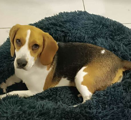 ZAGINĄŁ PIES – PROSZĘ O POMOC