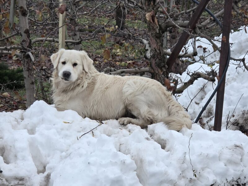 Szukamy naszego psa Bueno