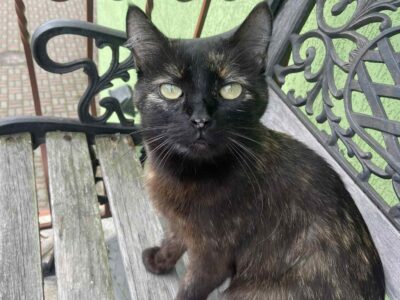 Zaginiona kotka Bajka