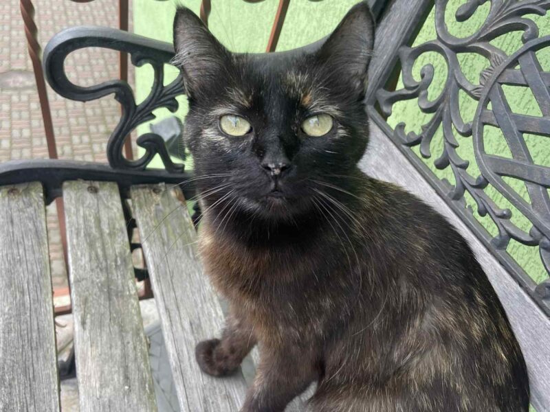 Zaginiona kotka Bajka