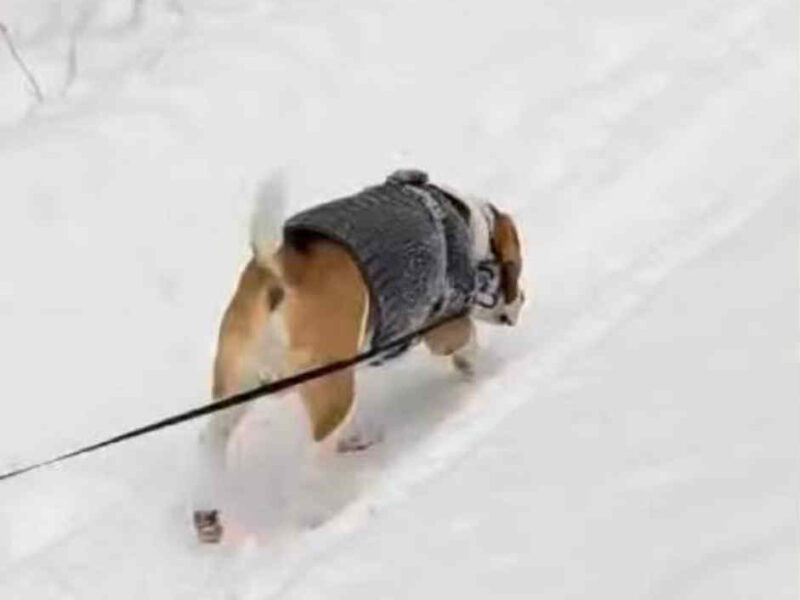 Zaginął pies rasy Beagle 01.01.2025 Skiper