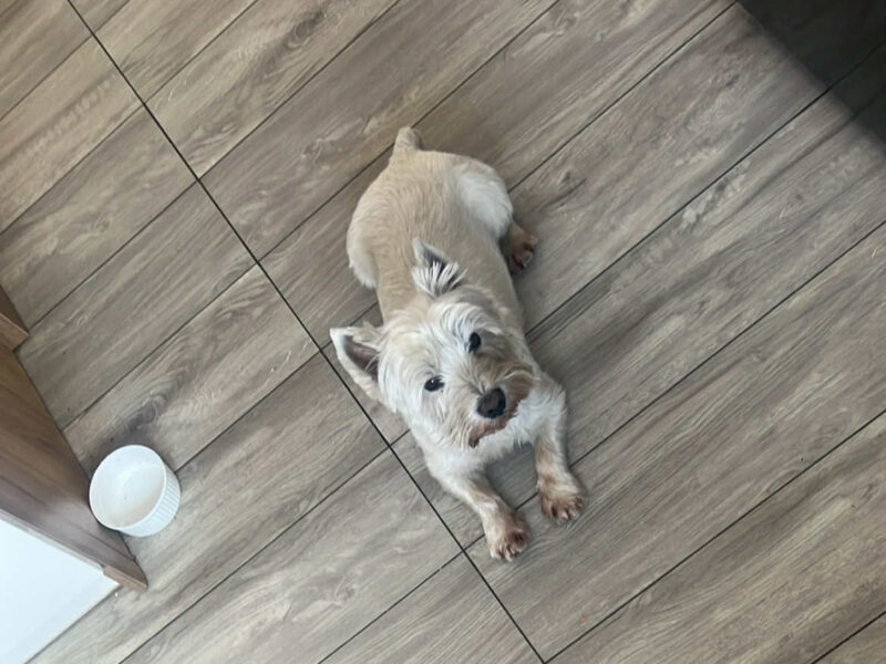 Zaginął piesek West