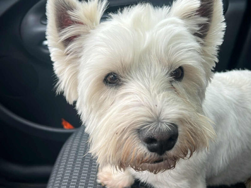 Zaginął piesek West