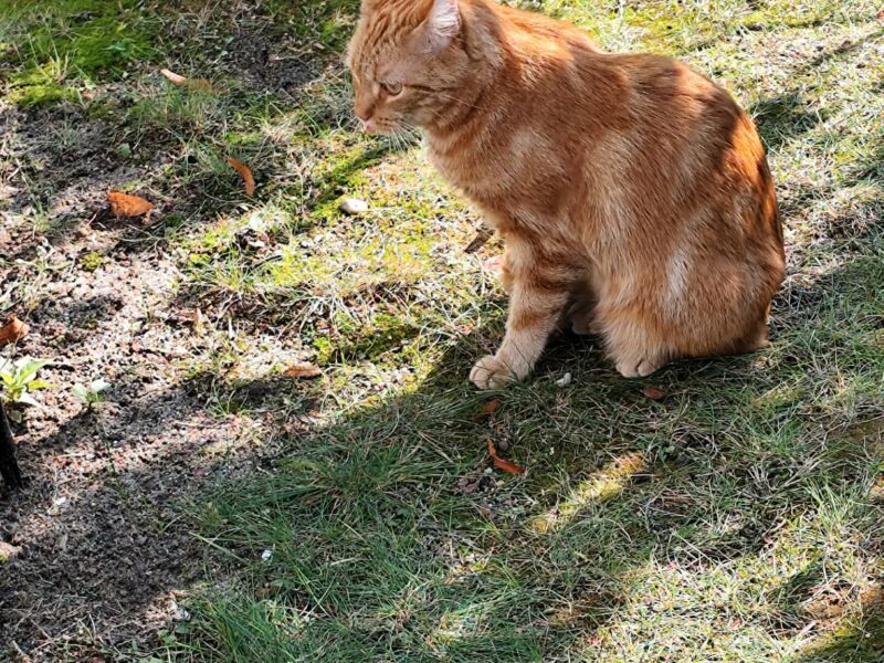 ZAGINĄŁ KOCUR!! DEXTER