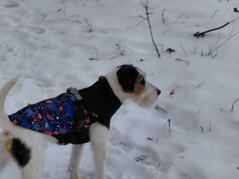Zaginął piesek Kajtek nagroda 2 000 zł