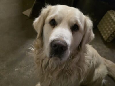 Szukamy naszego psa Bueno