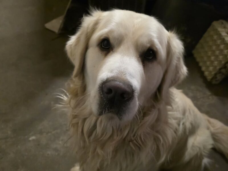 Szukamy naszego psa Bueno