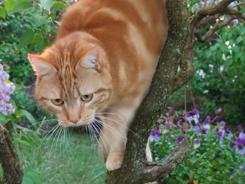 ZAGINĄŁ KOCUR!! DEXTER