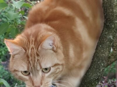 ZAGINĄŁ KOCUR!! DEXTER