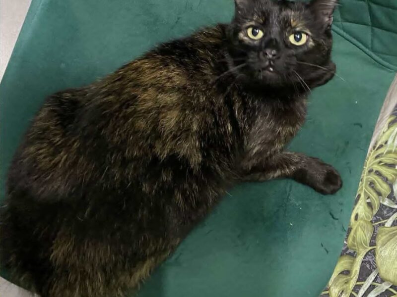 Zaginiona kotka Bajka