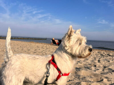 Zaginął piesek West