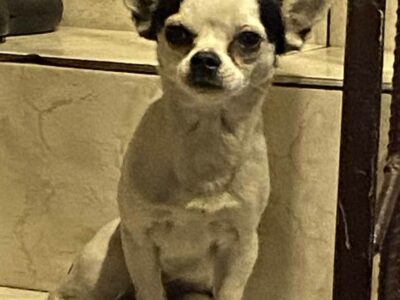 Szukamy Zenka i Bandziora