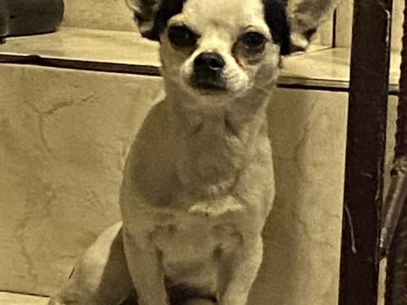 Szukamy Zenka i Bandziora