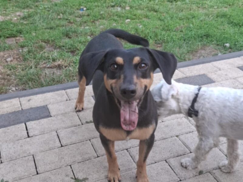 Poszukuje Psa Kabanosa