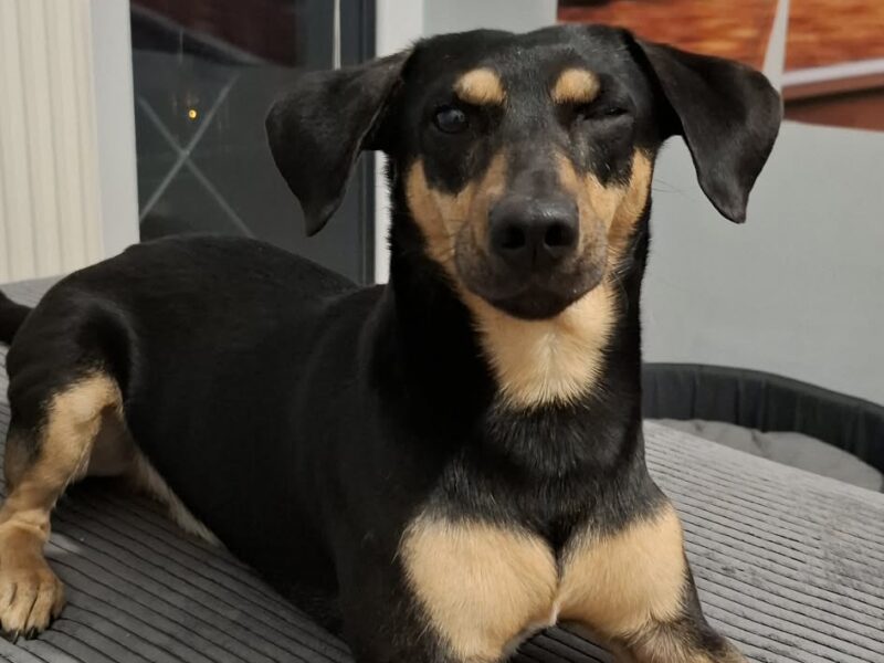 Poszukuje Psa Kabanosa