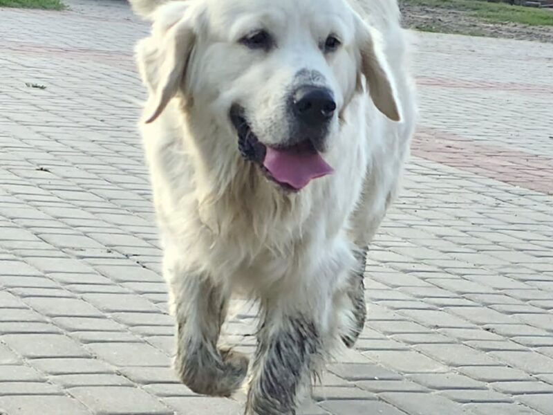 Szukamy naszego psa Bueno