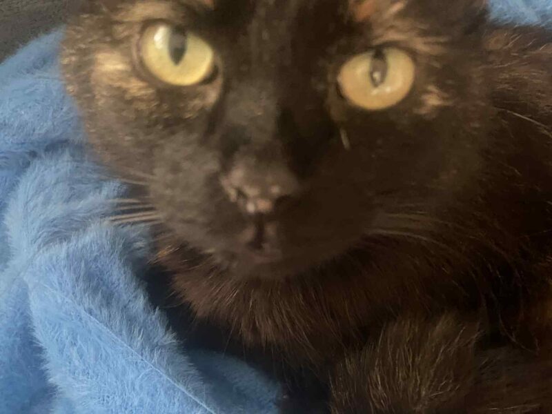 Zaginiona kotka Bajka