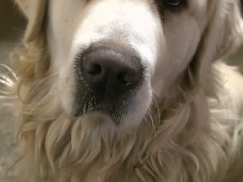 Szukamy naszego psa Bueno