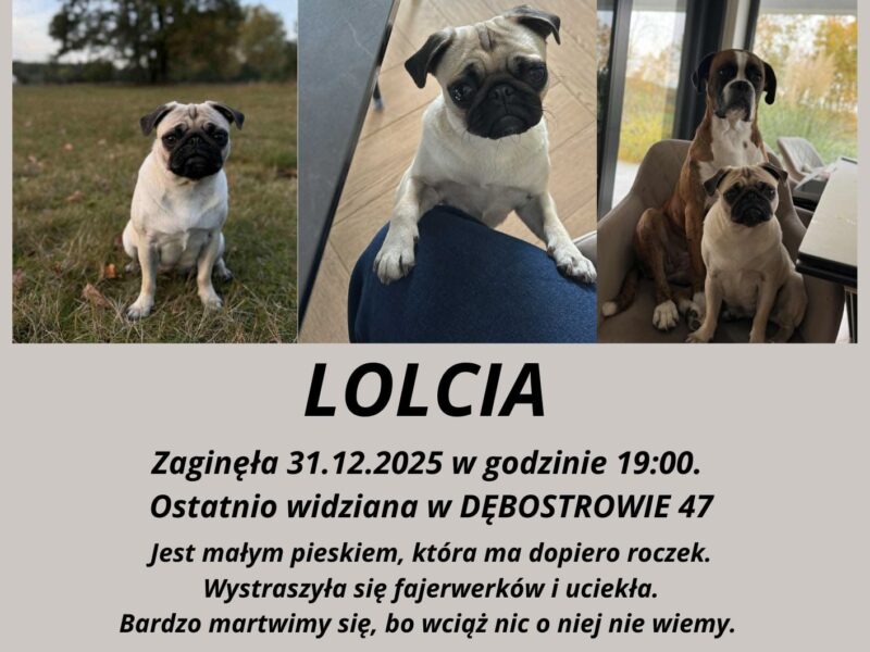 Zaginęła sunia Lolcia Mops