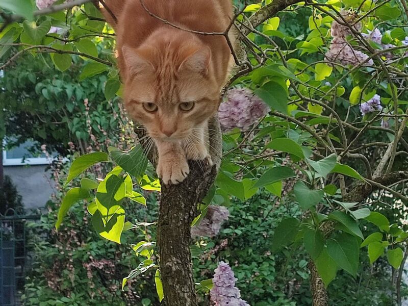 ZAGINĄŁ KOCUR!! DEXTER