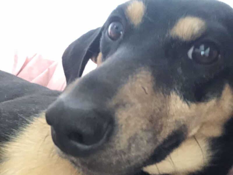 Poszukuje Psa Kabanosa