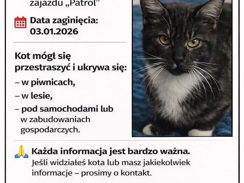 Zaginął nasz Pupil kotek Kosmatek