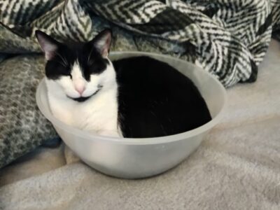 Zaginął Kot Kabanos