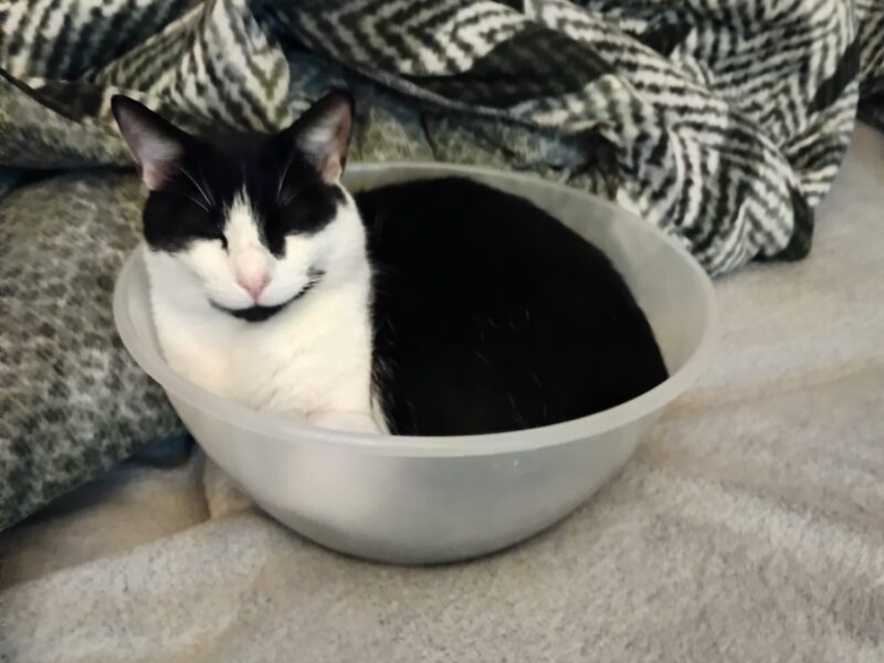 Zaginął Kot Kabanos