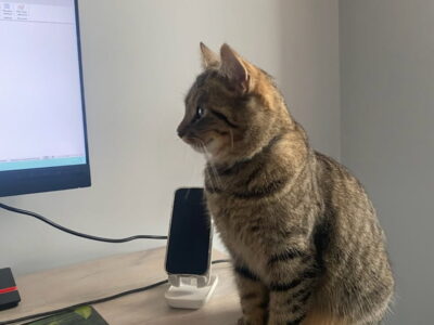 Zaginął Kotek Charlotte🐾